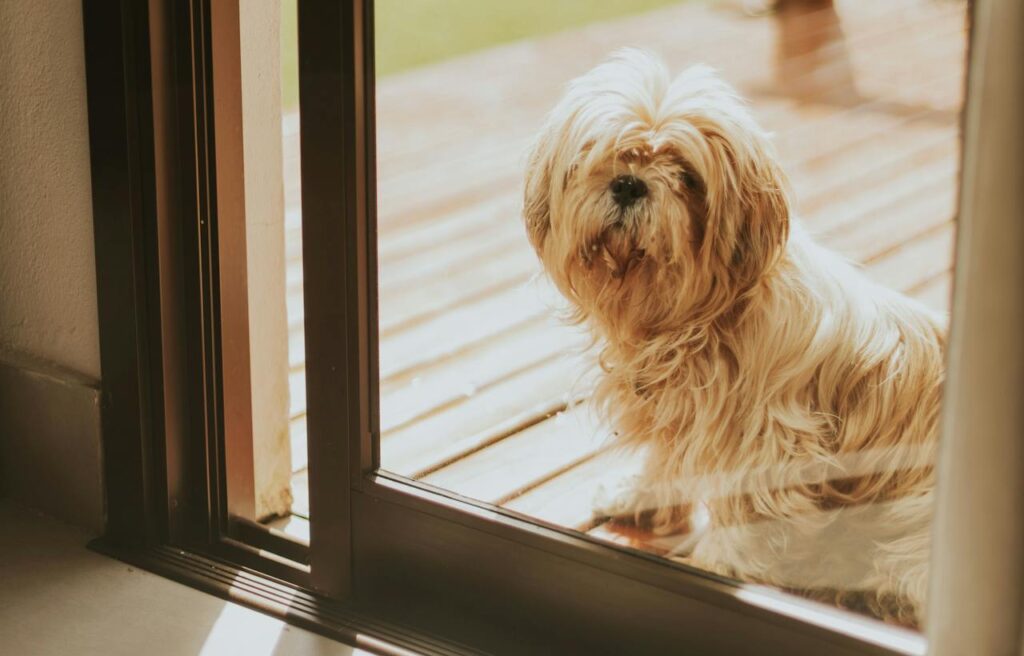 Haz una terraza pet friendly con los cerramientos adecuados